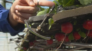 Alle radijsjes netjes in een bosje