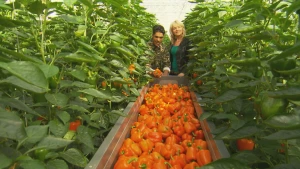 Miljoenen paprika's uit Noord-Holland