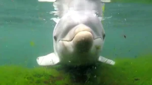 Dolfijnen kijken met sonar