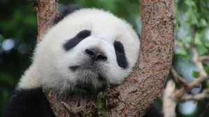 Drollen tellen om panda’s te inventariseren