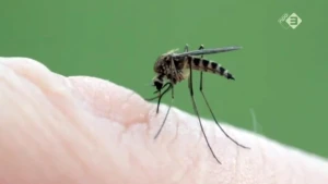 Genetisch gemodificeerde mug tegen dengue