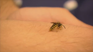 Wat doet meer pijn: een bijen- of wespensteek?