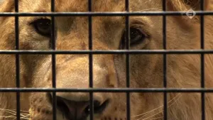Leeuwen in gevangenschap