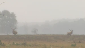 Burlende herten vechten om de vrouwtjes