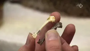 Boren naar geschiedenis