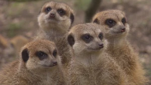 De schildwachten van de woestijn