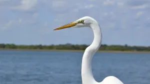 De grote zilverreiger