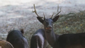 Schuwe dieren in het bos