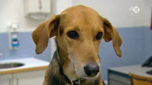 De ecologische pootafdruk