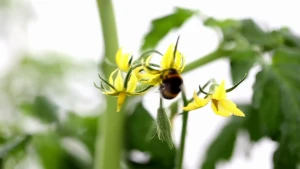 Tomatenplaten bestuiven