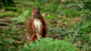 Overleven in de natuur