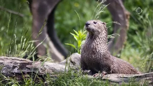 De otter en de bever