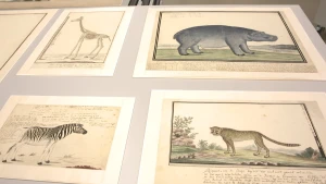 Vastgelegd door VOC-onderzoeker Robert Gordon