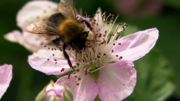 De wilde bij is in gevaar | Schooltv