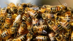 Bijenvolken