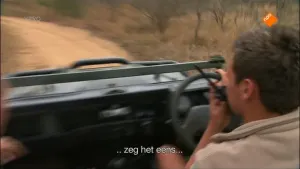 Leeuwen en boomslang