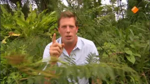 Anaconda Mimosaplant