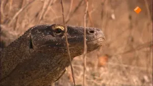 Komodovaraan, mantarog en vliegende honden