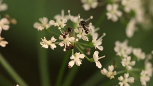 Samenwerken met de hele kolonie