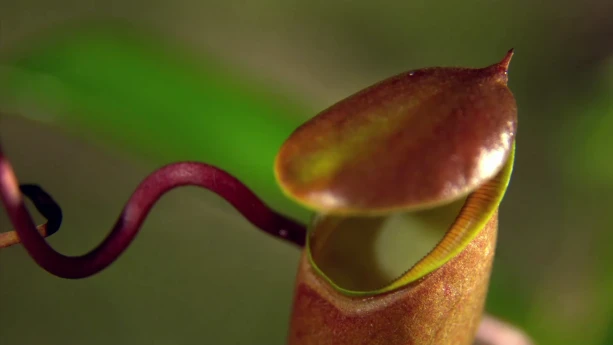 Wat Eet Een Vleesetende Plant Babetv