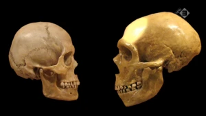De mysterieuze verdwijning van de neanderthaler
