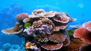 Het verdwijnen van koraal in Oceanië