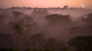 Verdroging van het Amazone-regenwoud