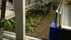 3000 stekjes per uur in de aarde