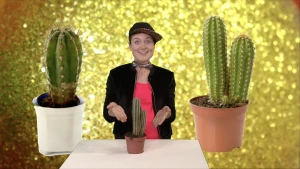 Ze slaan regenwater op