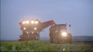 Alle suikerbieten de grond uit