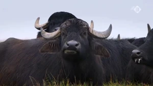 Waterbuffels in Nederland