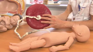 Via de navelstreng komt zuurstof uit de placenta