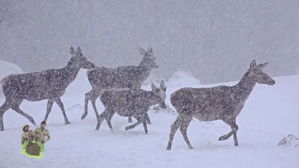 Eekhoorns, vleermuizen en herten