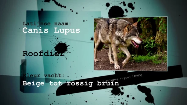 Hoe vind je een wolf? | Schooltv