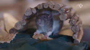 De rat: lastpak of overlevingskampioen?