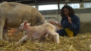 Een handje helpen bij de bevalling van een schaap