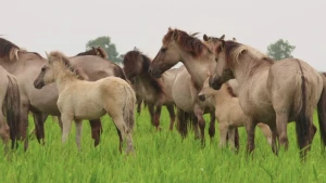 Wilde paarden in natuurgebied de Oostvaardersplassen