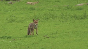 Een vossenburcht op de grasvlakte