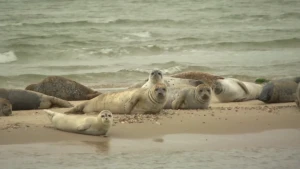 Grijze en gewone zeehonden op de zandplaat