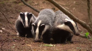 Een nachtdier met zwart-witte vacht