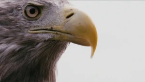 Terug van weggeweest in de Oostvaardersplassen