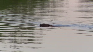 Schemerdieren met een burcht als huis