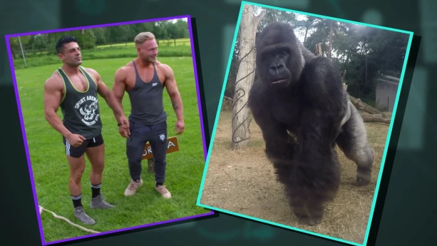 Hoe sterk is een gorilla? | Schooltv