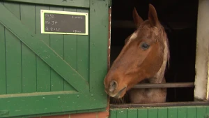 Rustplek voor bejaarde paarden