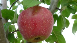 Een kijkje in een moderne boomgaard