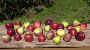 Appels kruisen voor de mooiste kleur en lekkerste smaak