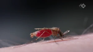 De mug als virusverspreider
