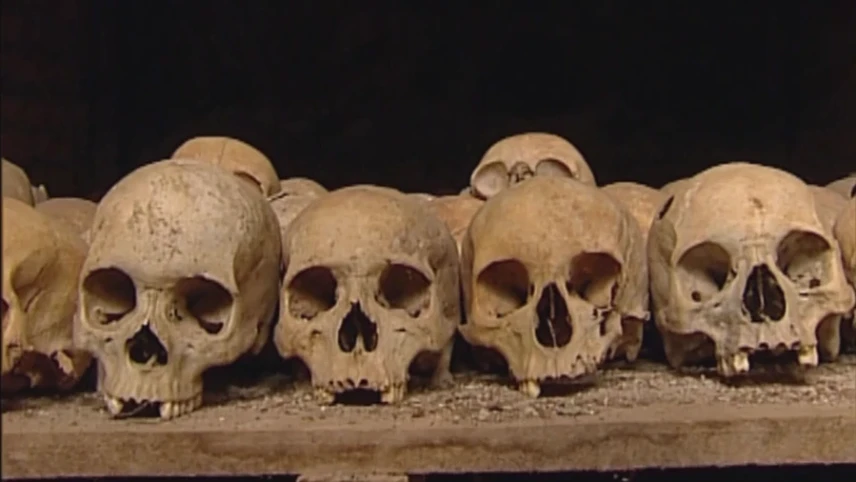 Foto van aantal schedels op een rij die staan op een plank.