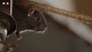 Ratten kunnen eten en voortplanten als de beste