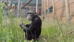 Een chimpansee op dieet